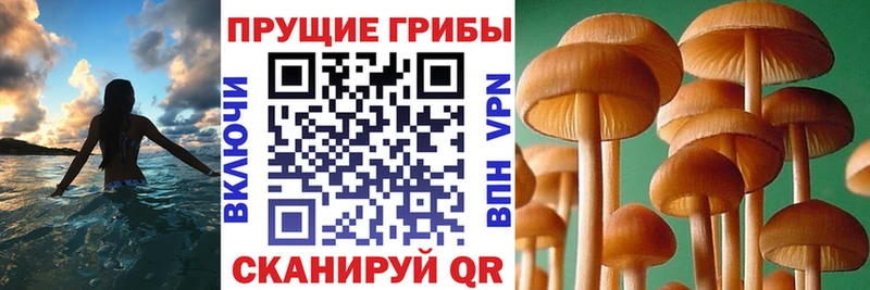 Галлюциногенные грибы мицелий  где продают наркотики  omg зеркало  Шахты 